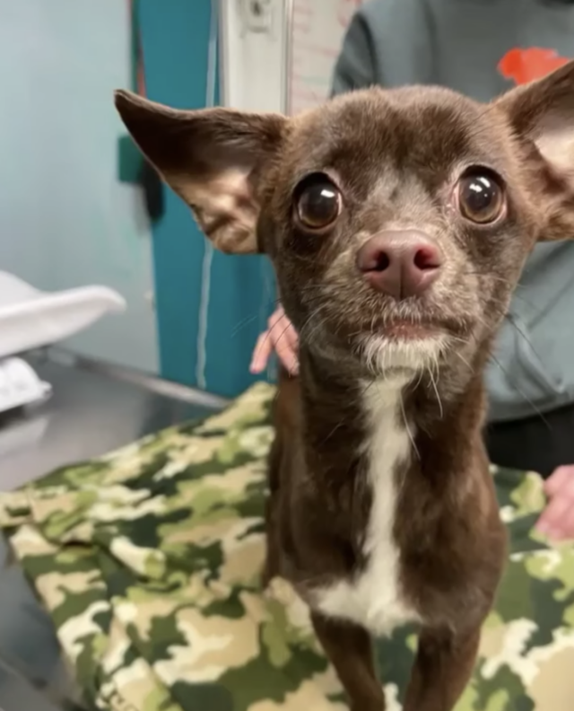 Neglected Chihuahua rescued