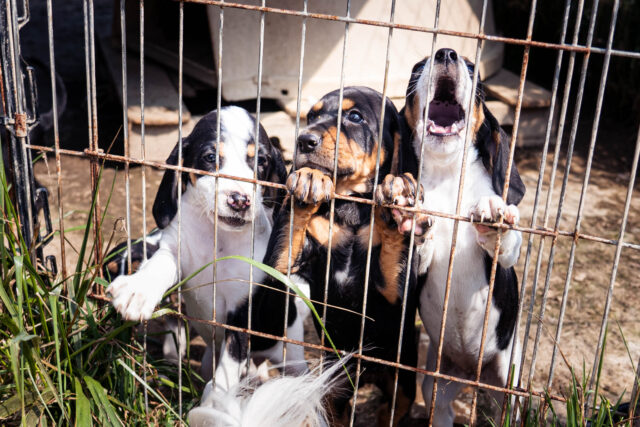 Puppies at rural shelter