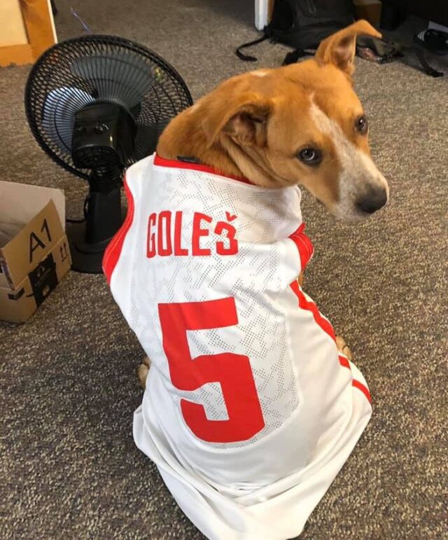 Rescue dog wearing jersey