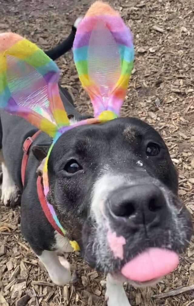 Rescue Dog with Bunny Ears