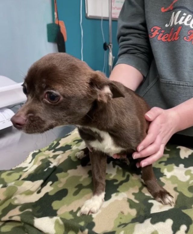 Rescued Chihuahua vet checkup