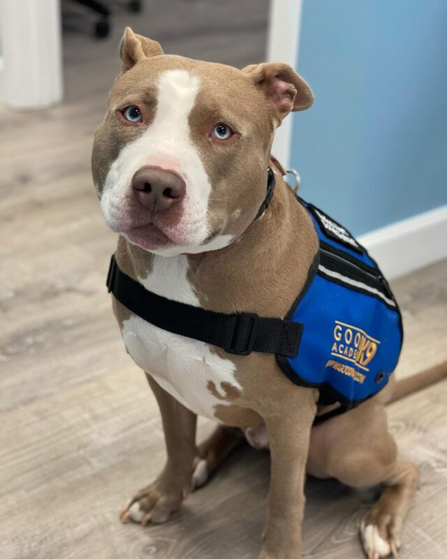 Rescued service dog