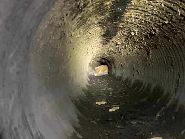 Scared dog in storm drain