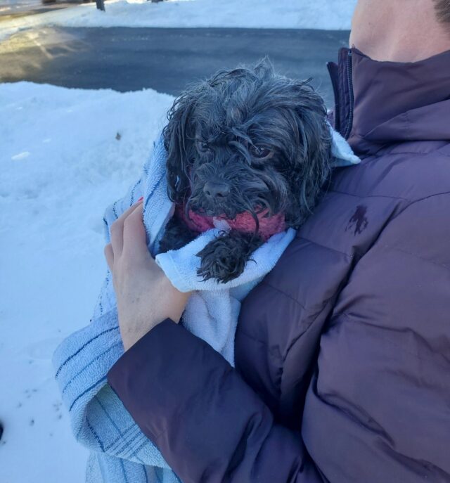 Small dog rescued from ice