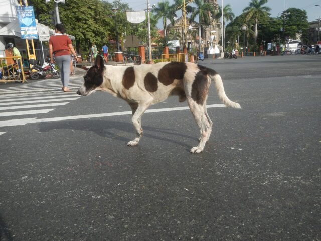Street dog limping