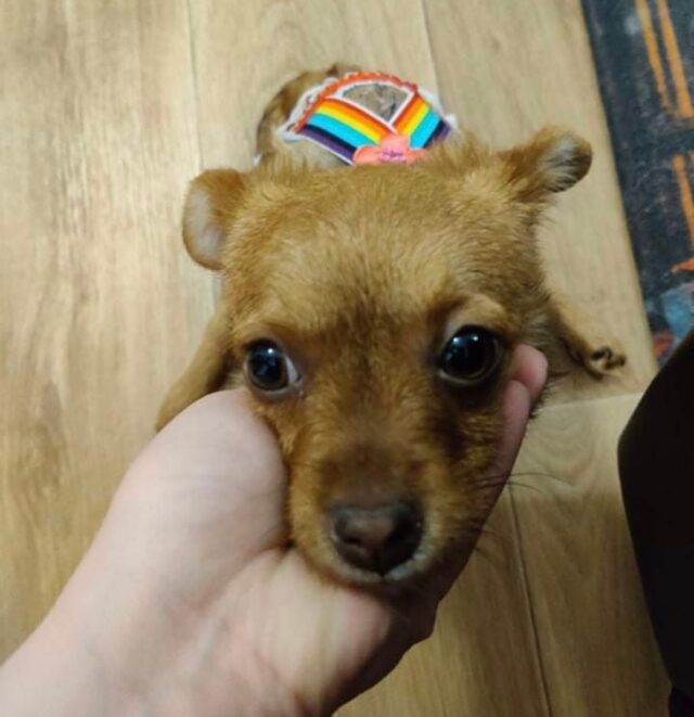 Tiny disabled Chihuahua