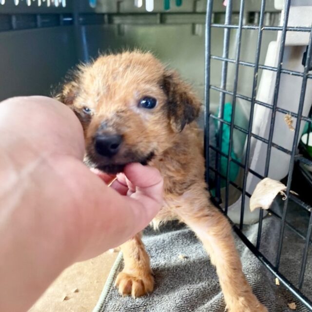 Tiny puppy rescued