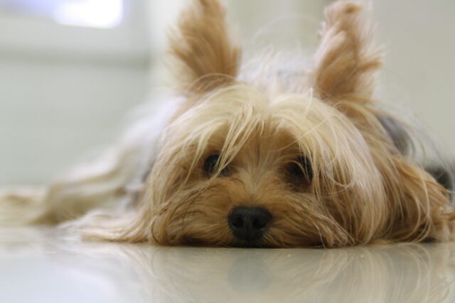 Tired Yorkshire Terrier