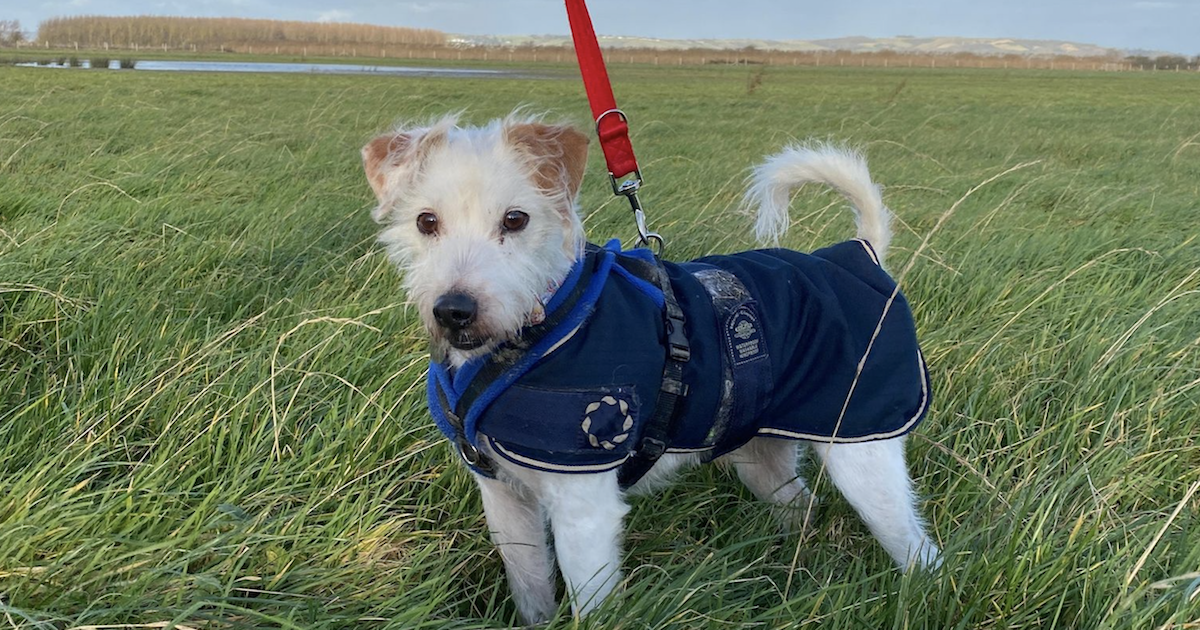 Vet refuses to euthanize dog