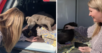 Woman reunited with long lost dog