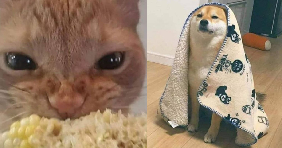 Have A Laugh At These 21 Social Media Posts About Goofy Cats & Dogs