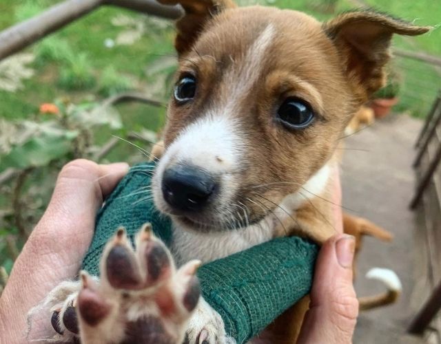 tetanus puppy