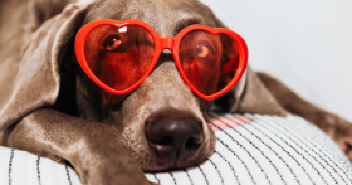 14 Reasons Your Dog Is The Best Valentine's Day Date