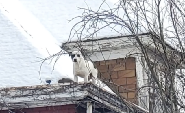 Abandoned dog on roof