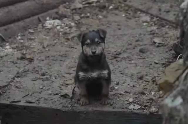 Abandoned puppy in Ukraine