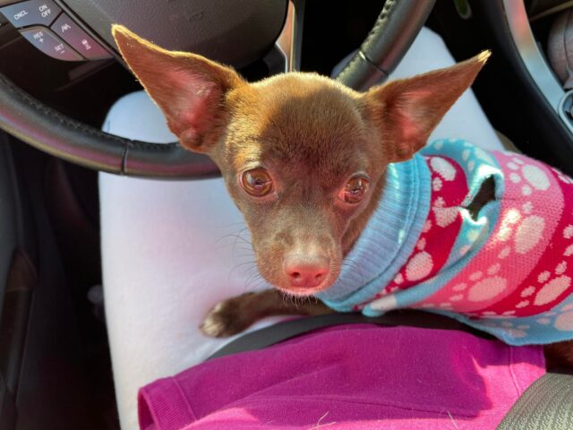 Abused Chihuahua gets adopted