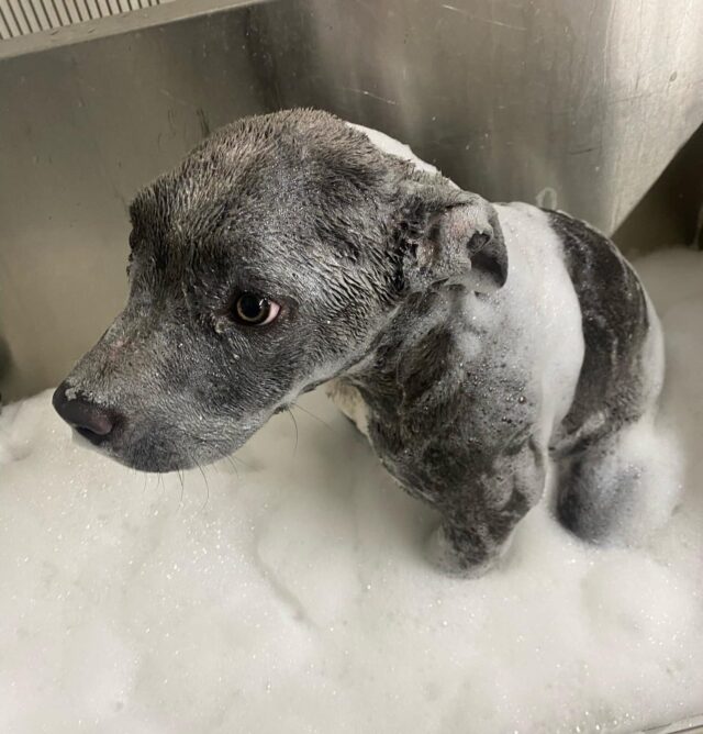 Abused puppy taking bath