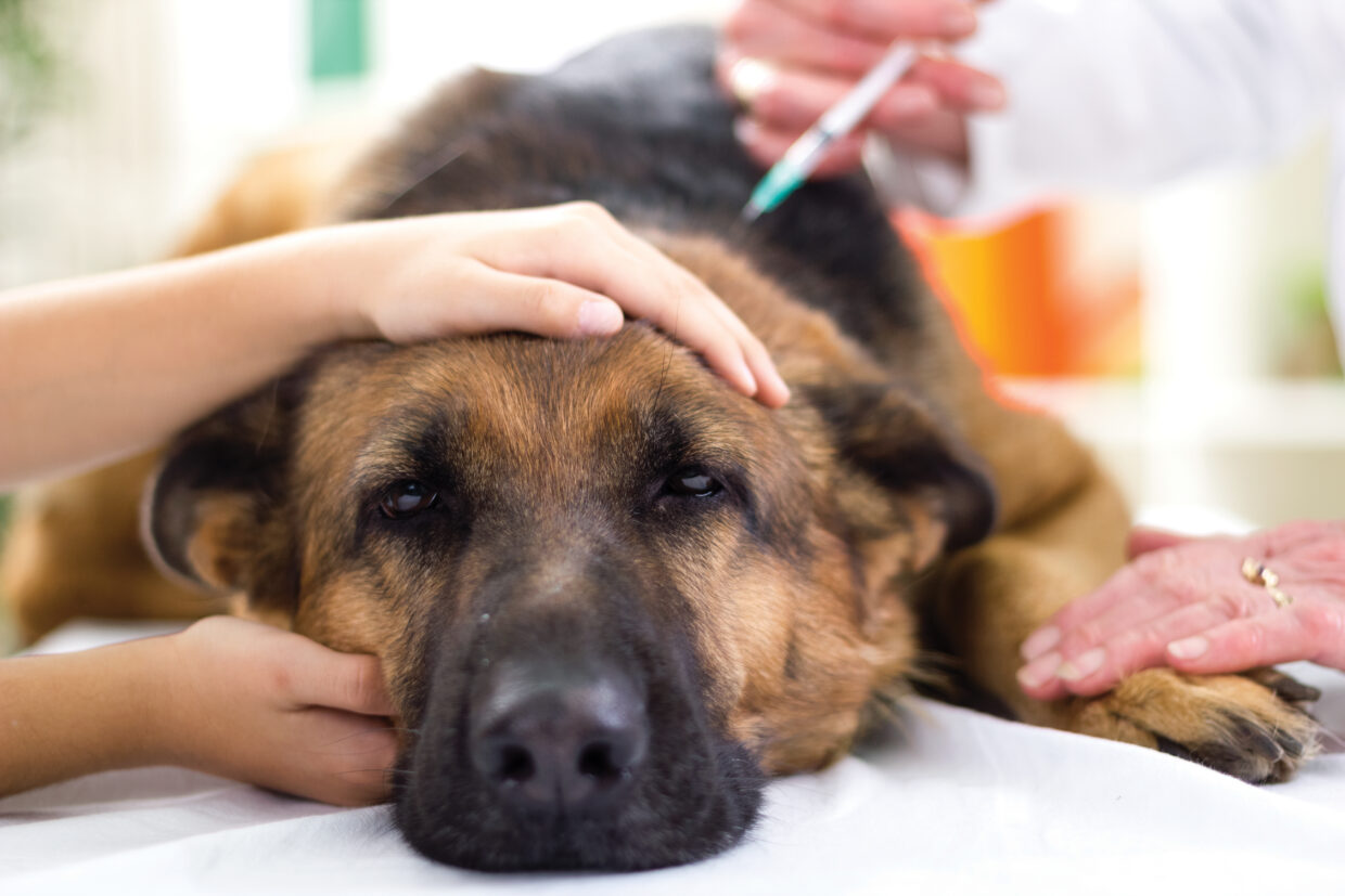 German-Shepherd-Dog-Medical-Treatment