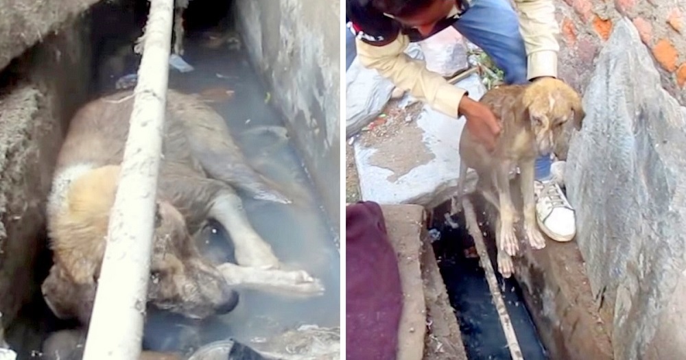 Puppy Collapses After Being Rescued From Storm Drain, Rescuers Hope For A  Miracle
