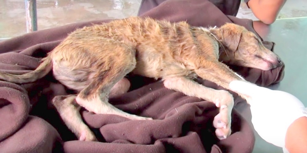 Puppy Collapses After Being Rescued From Storm Drain, Rescuers Hope For A  Miracle