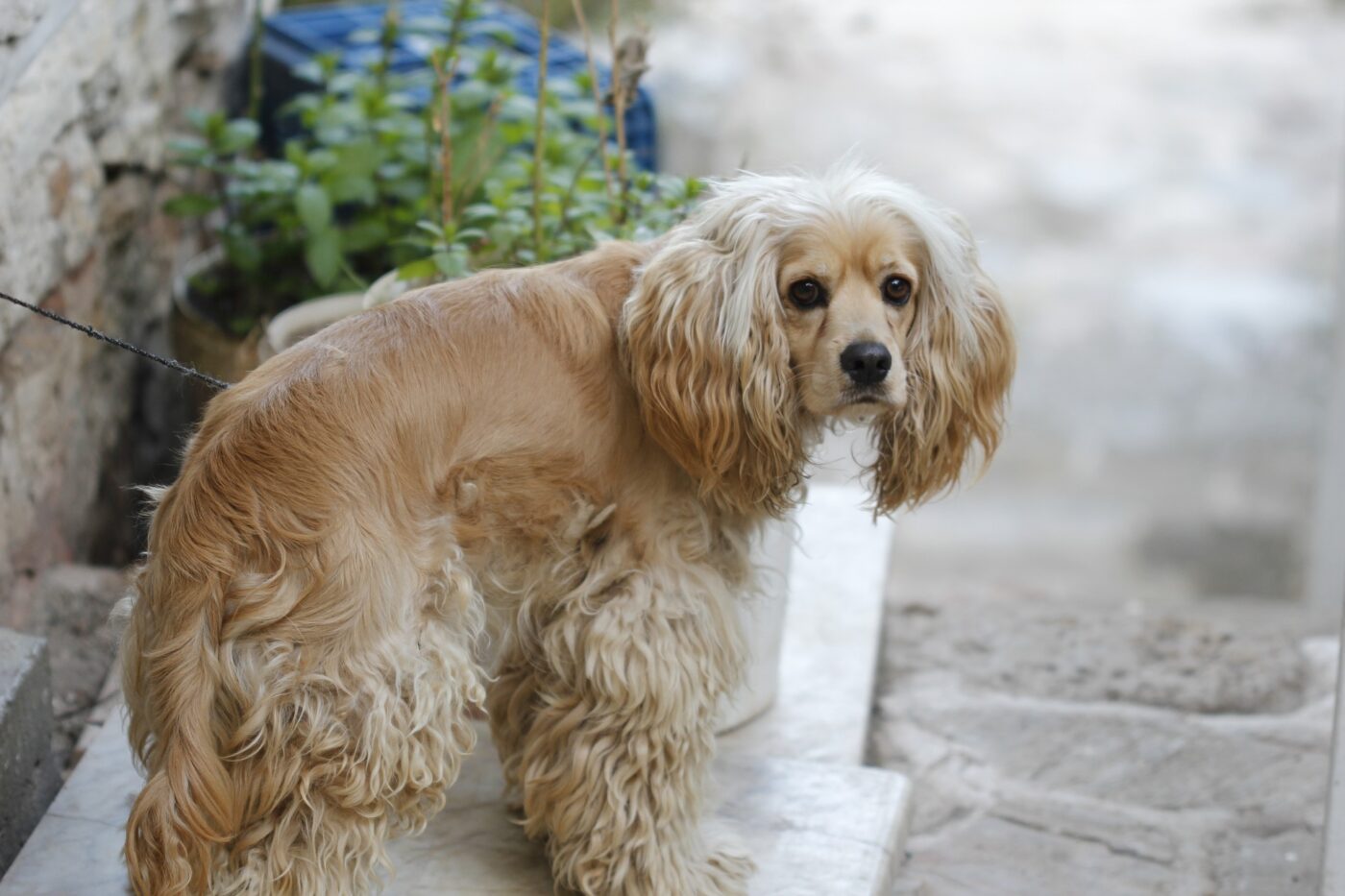 Anxious dog outside