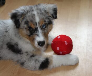 Australian Shepherd puppy playing