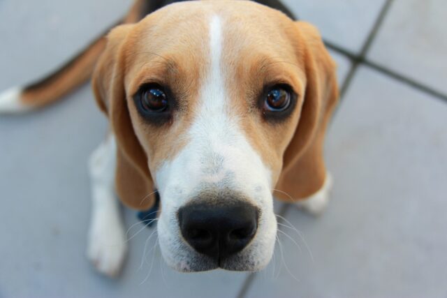 Beagle begging for food