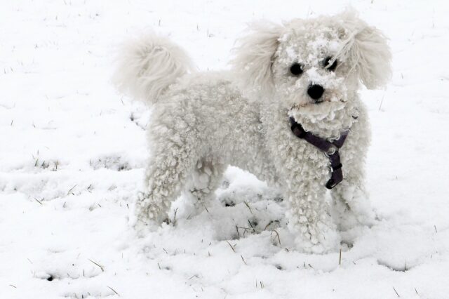 Bichon Frise in the snow