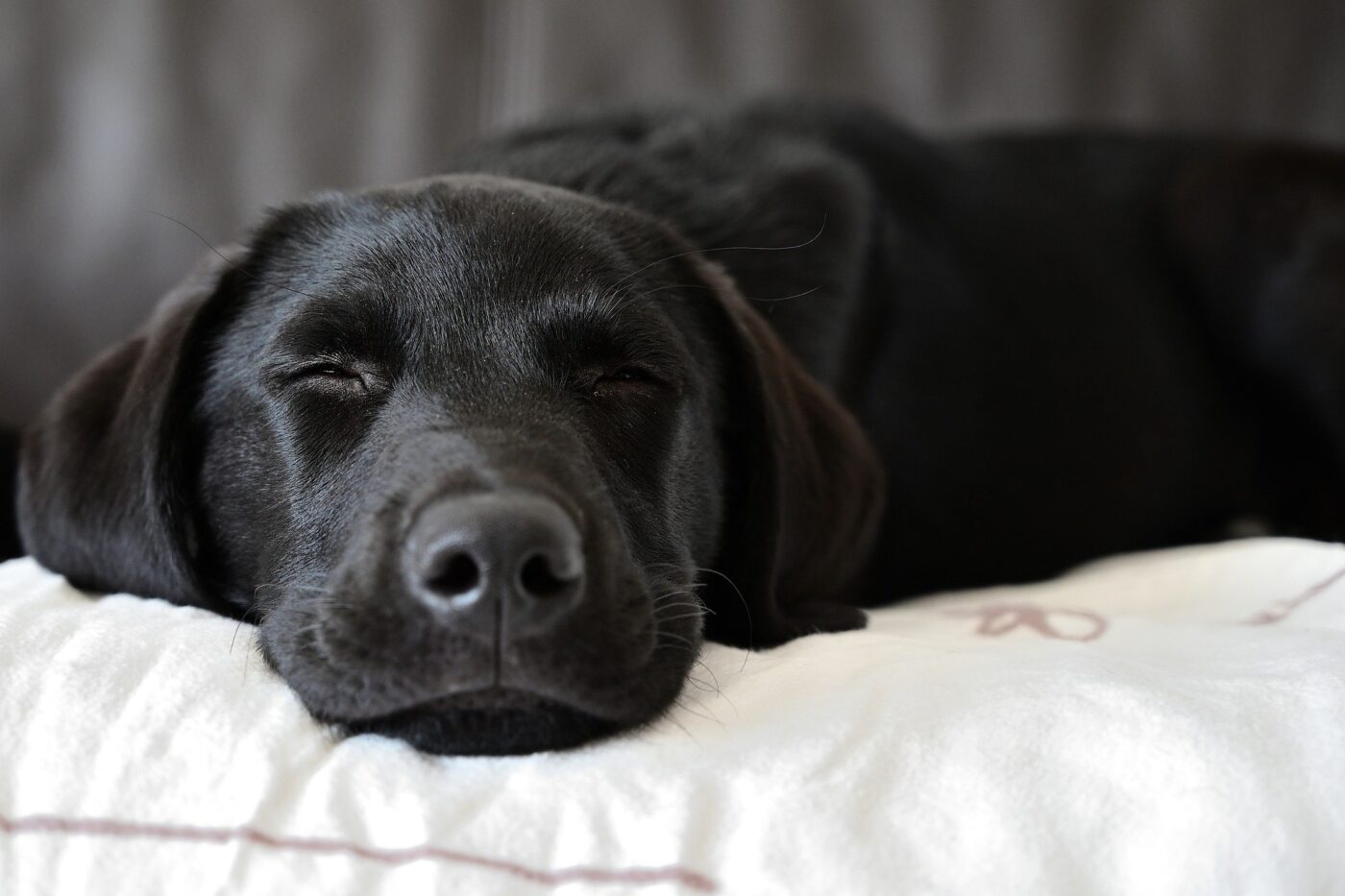 Black Lab sleeping