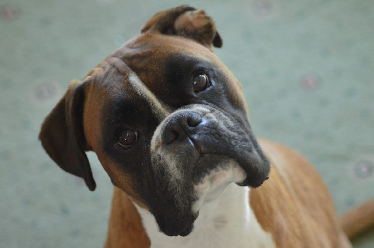 Boxer dog head tilt