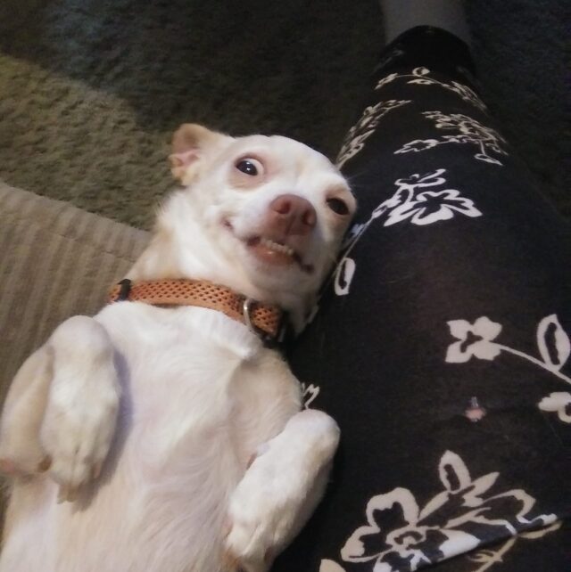 Chihuahua relaxing