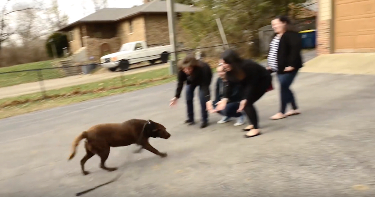 Chocolate Lab Who’d Been Missing For 5-Years Sees His Family Again