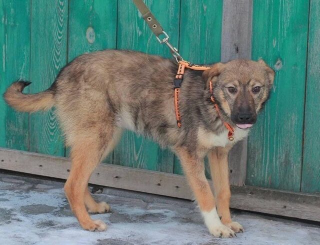 Dog abandoned in Ukraine