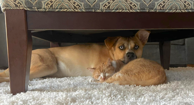 Dog and cat napping together
