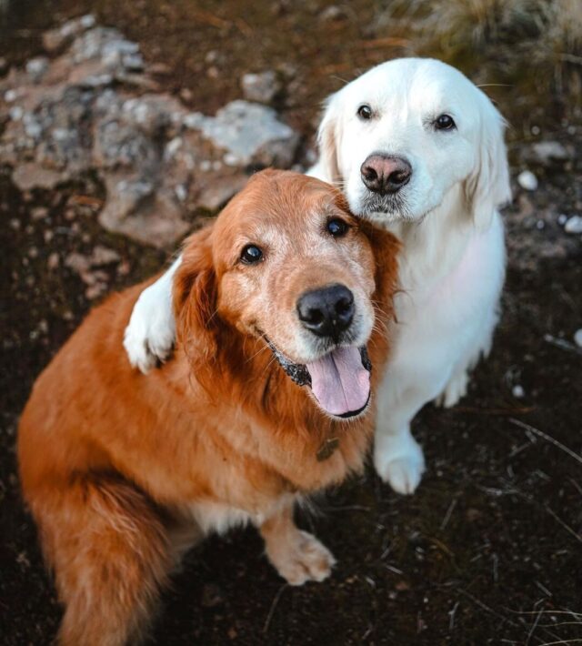 Dog comforting best friend