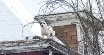 Dog on abandoned roof