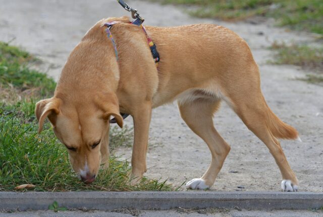 Dog on leash sniffing