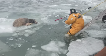 Dog Stranded on Ice