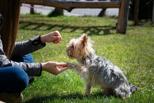 Dog training with body language