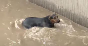 Dog trapped in LA River