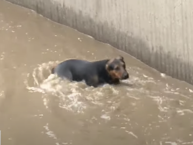 Dog trapped in river