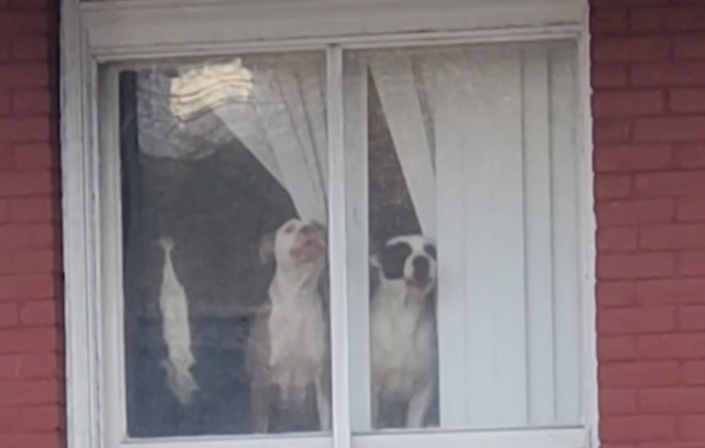 Dogs barking in window