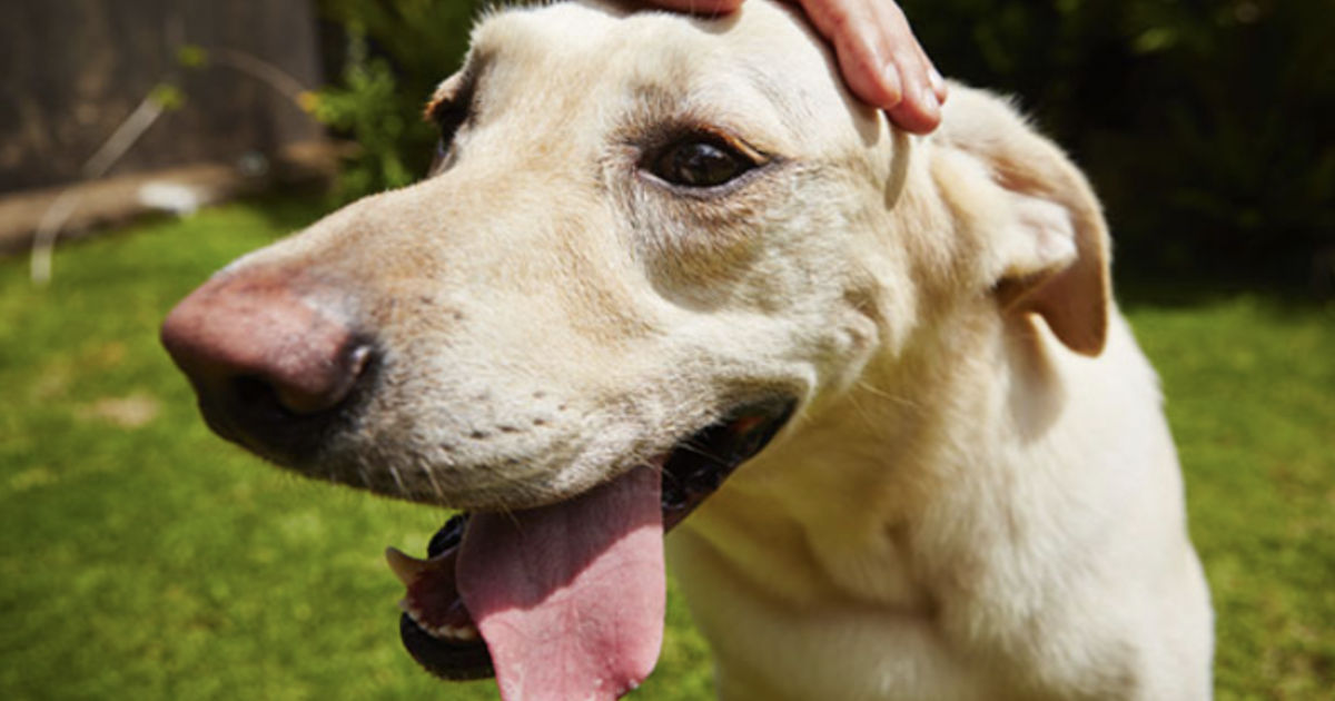Dog Breeds Labrador Bichon Alsatian Pug Pom Cav Greyhound Bassett charms 
