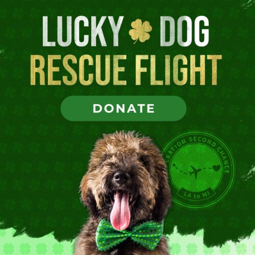 Donate To Help Lucky Dogs Fly To Safety This St. Patrick's Day