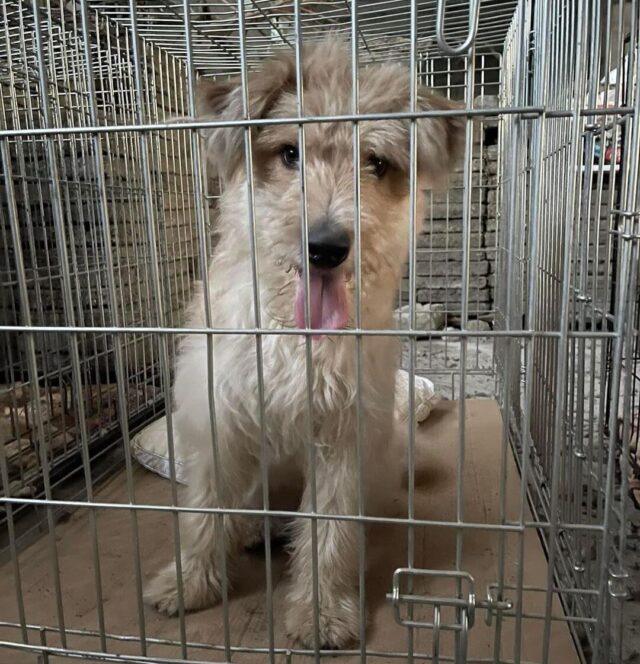 Small dog in Ukrainian shelter