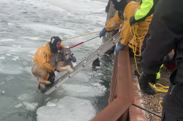 Freezing dog carried to safety
