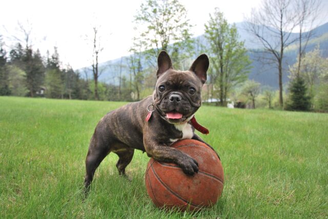 Frenchie playing with basketball