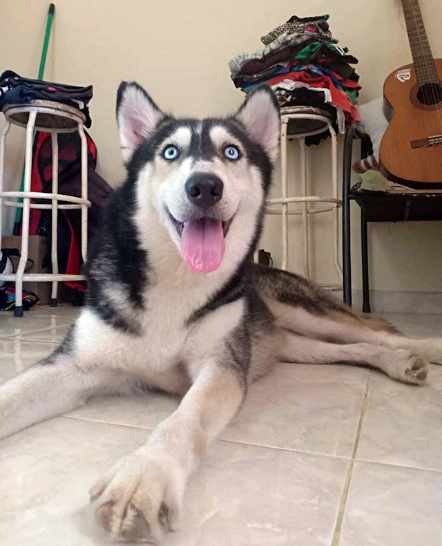 Man Rescued 'Dying' Stray Husky And Transformed Her Into The 'Most Gorgeous  Dog'