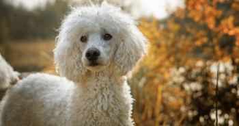 Hypoallergenic Dog Breeds