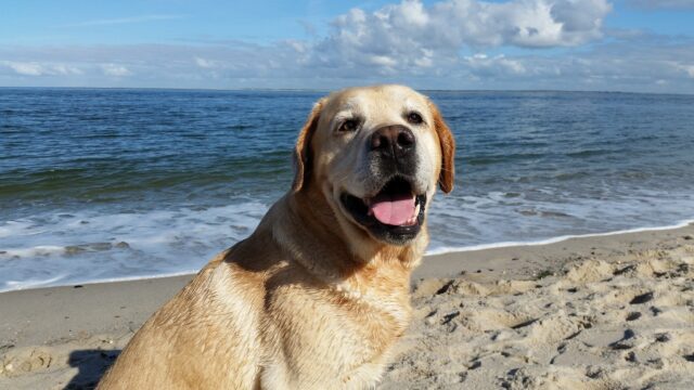 Labrador Retriever on the beach